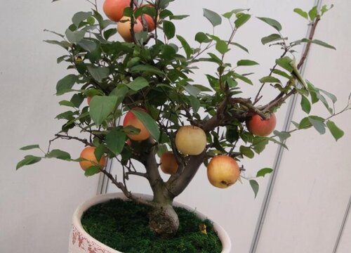 适合阳台栽种的植物