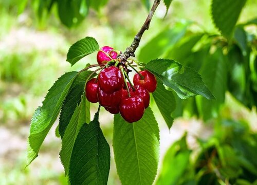 含铁的水果有哪些