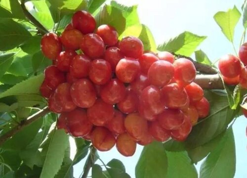 含铁的水果有哪些