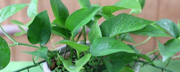 绿萝叶子小怎么办