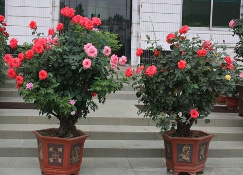 冬天保护树状月季要注意什么