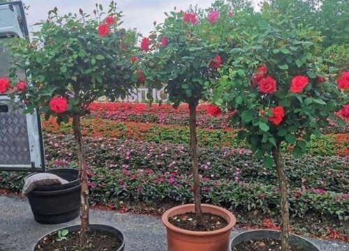 冬天保护树状月季要注意什么