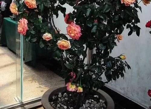 冬天保护树状月季要注意什么