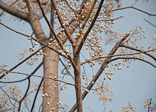 鸡树子树值钱吗 市场价格