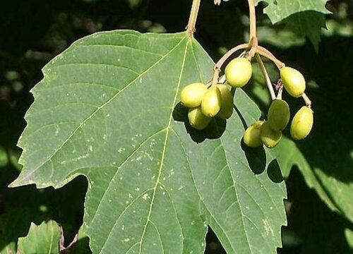 鸡树子树值钱吗 市场价格