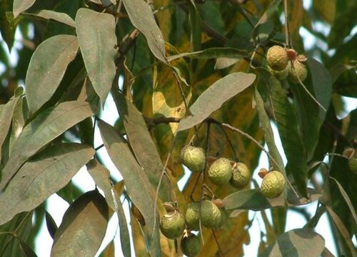 鸡树子树值钱吗 市场价格
