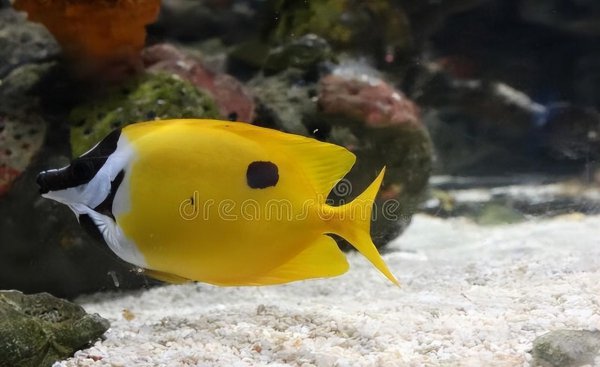 鱼是脊椎动物吗