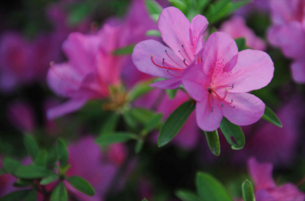 红土适合种什么植物
