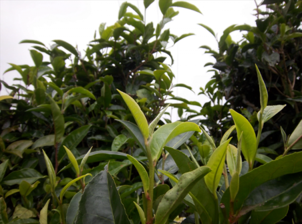 红土适合种什么植物