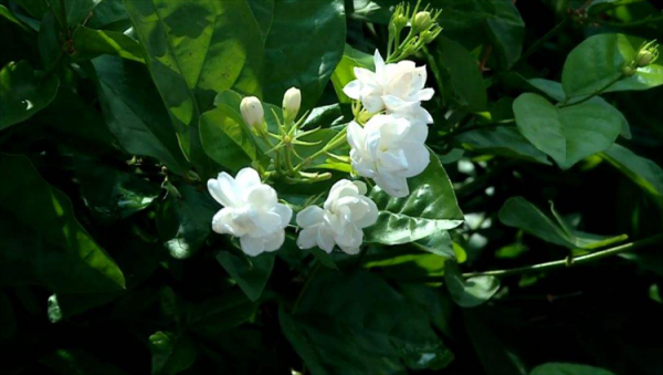 红土适合种什么植物