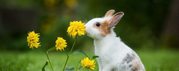 男生本命年兔年要佩戴什么