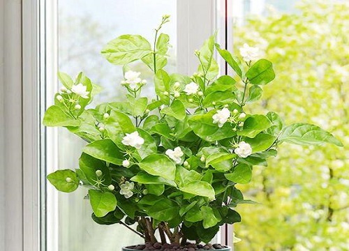 网购回来的茉莉花怎么种