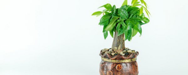 发财树适合在客厅摆放吗