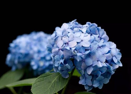 绣球花代表什么象征意义