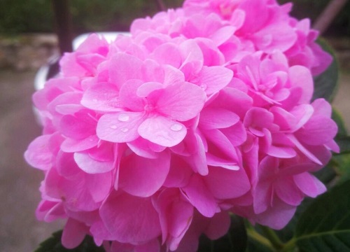 绣球花代表什么象征意义