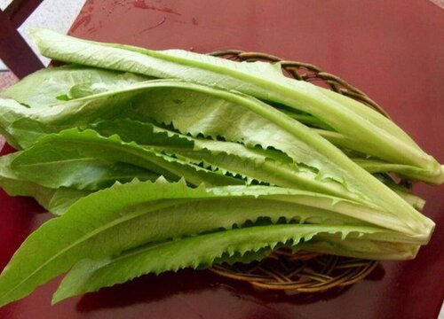 油麦菜几月份种植最好