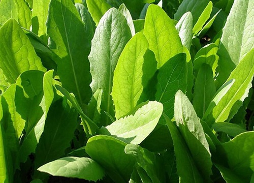 油麦菜几月份种植最好