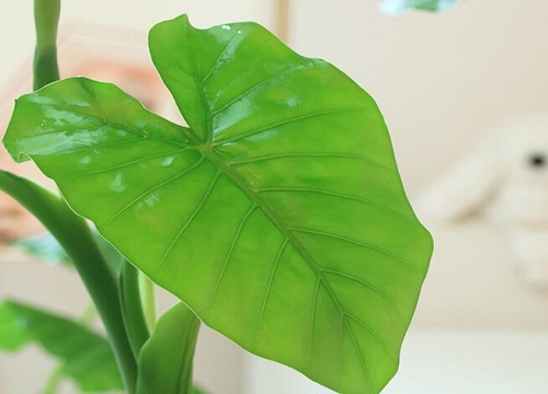 滴水观音多长时间浇一次水