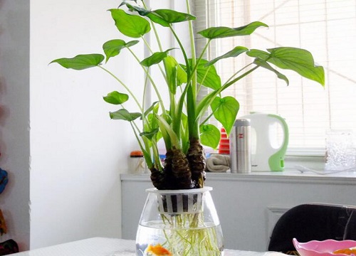 滴水观音多长时间浇一次水