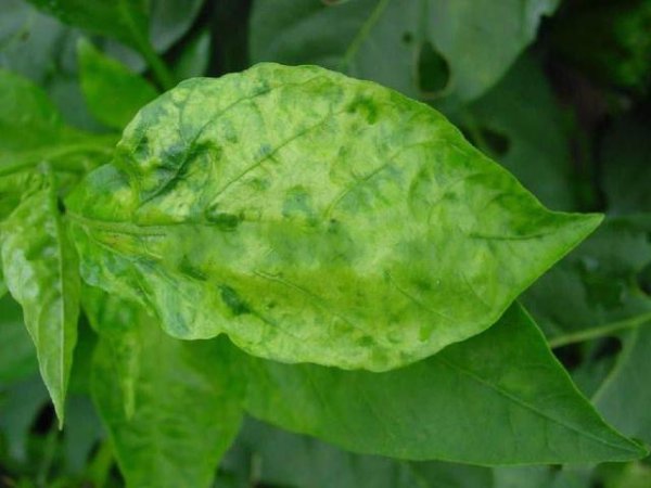 农作物药害是怎样造成的