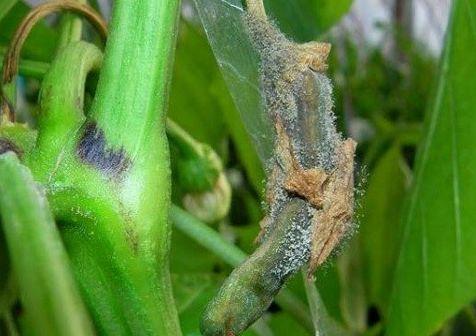 农作物药害是怎样造成的