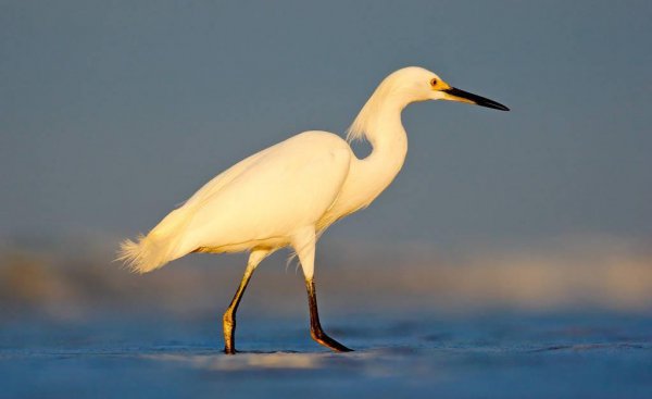 两只黄鹂鸣翠柳全诗