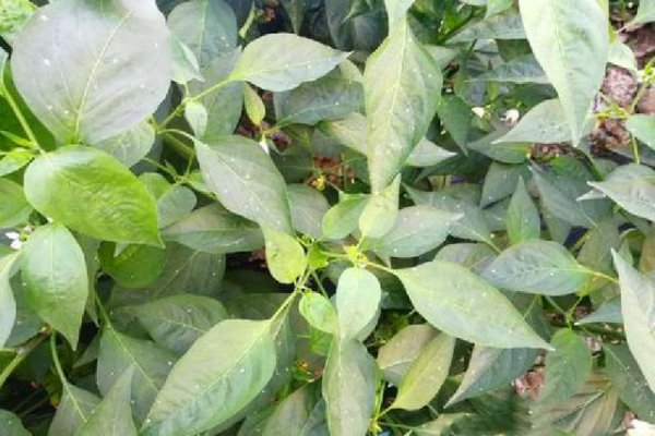 辣椒叶上长白色虫怎么办