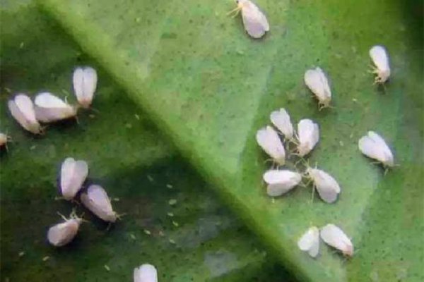 辣椒叶上长白色虫怎么办