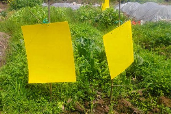 辣椒叶上长白色虫怎么办