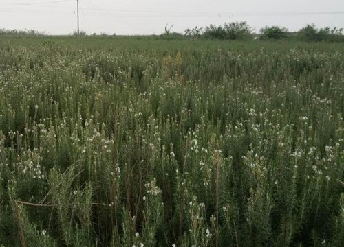 迷迭香什么时候开花