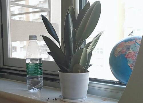 橡皮树叶片发软发蔫是触犯了哪些养护误区