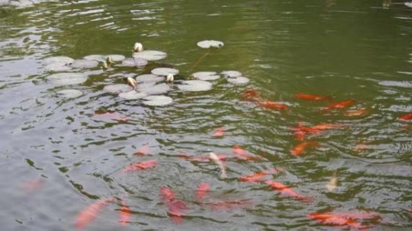 一亩鱼塘水面要用多少高锰酸钾？