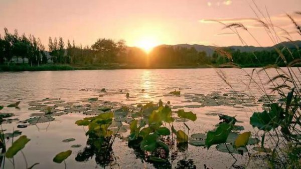 一亩鱼塘水面要用多少高锰酸钾？