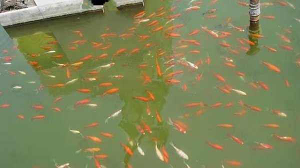 一亩鱼塘水面要用多少高锰酸钾？