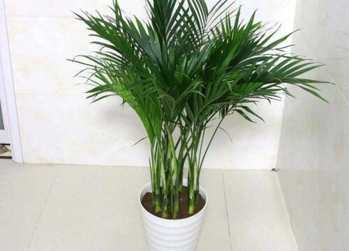 散尾葵怎么过冬天