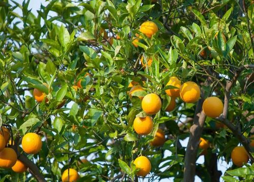 门前可以种桔子树吗