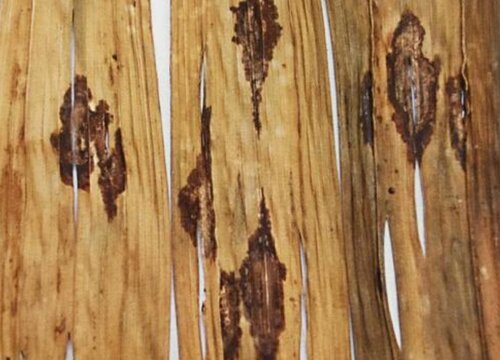 槟榔病虫害防治技术与方法措施