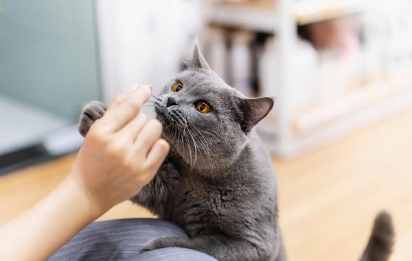 猫咪死后多久可以埋