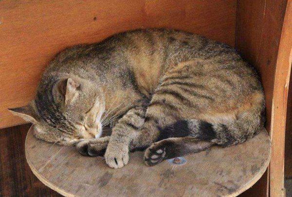 猫咪死后多久可以埋