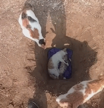 猫咪死后多久可以埋