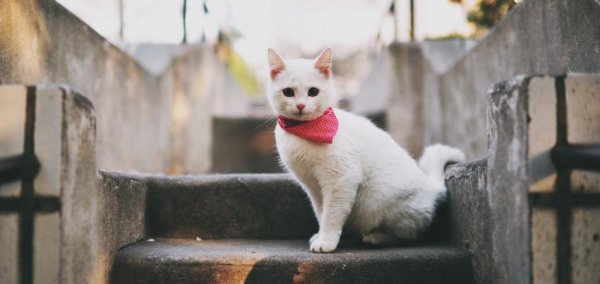 猫咪死后多久可以埋