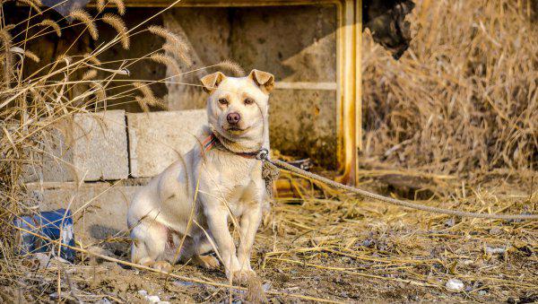 适合家养的中小型犬