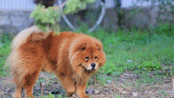 适合家养的中小型犬