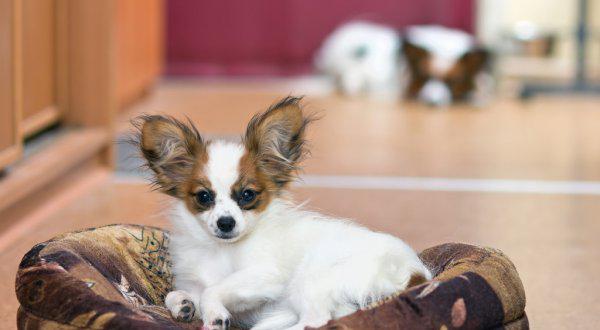 适合家养的中小型犬