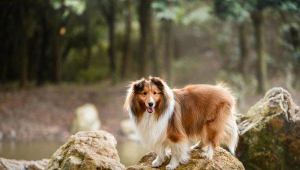 适合家养的中小型犬