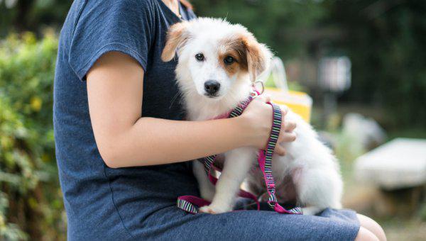 适合家养的中小型犬