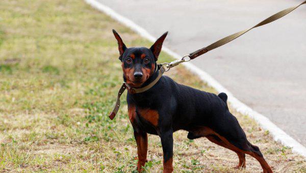 适合家养的中小型犬