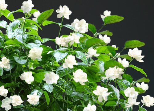 茉莉花怎么养护开花多枝干还壮