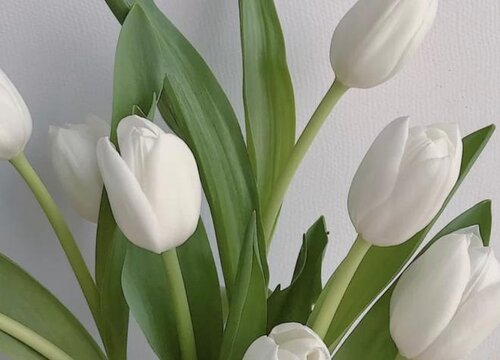 郁金香花语是什么意思