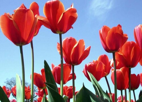 郁金香花语是什么意思